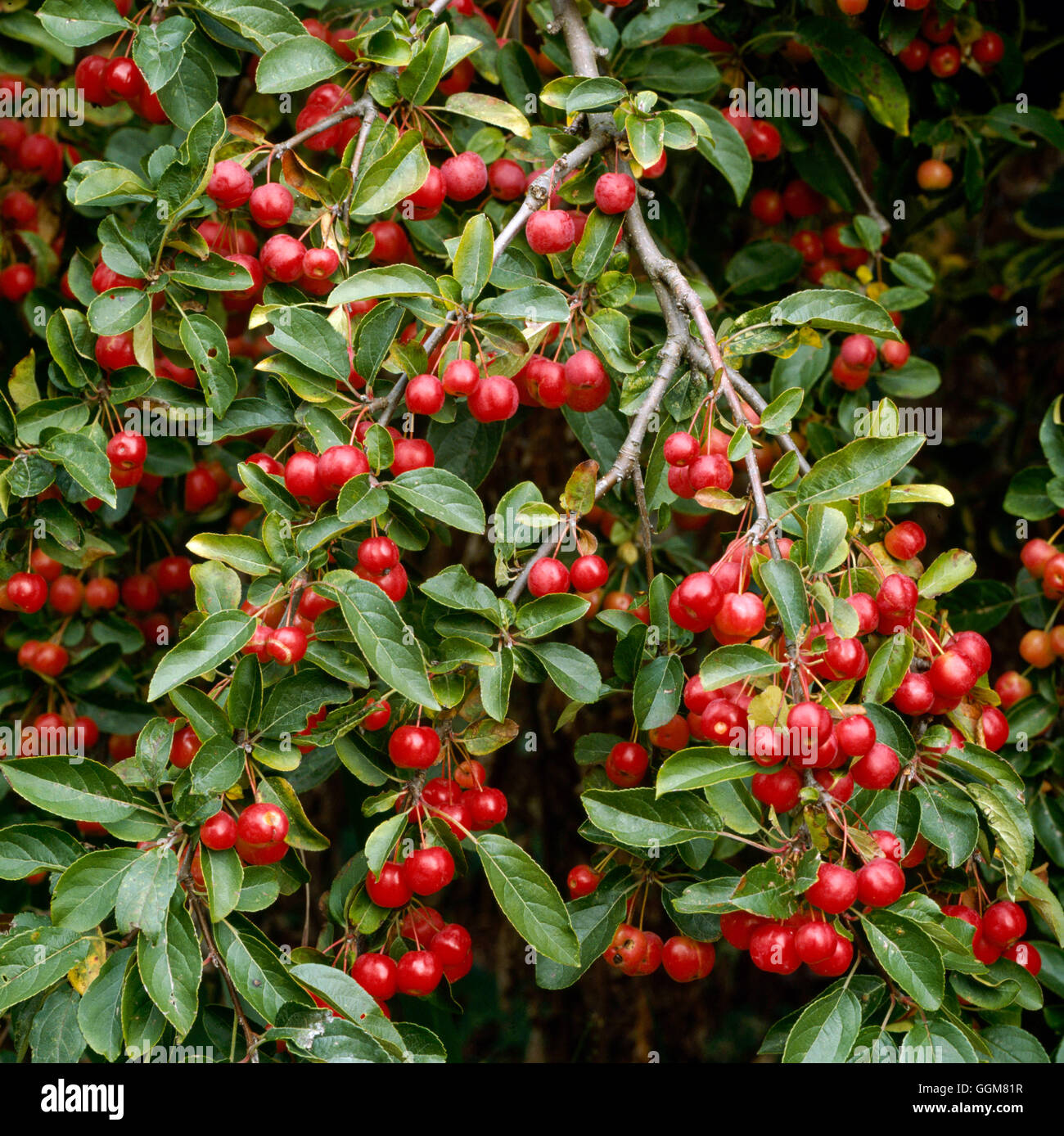 Malus x robusta - `Red Sentinel' AGM showing fruits in Autumn   TRS067920 Stock Photo